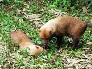 「どすえ」と「フランシス」　パート2