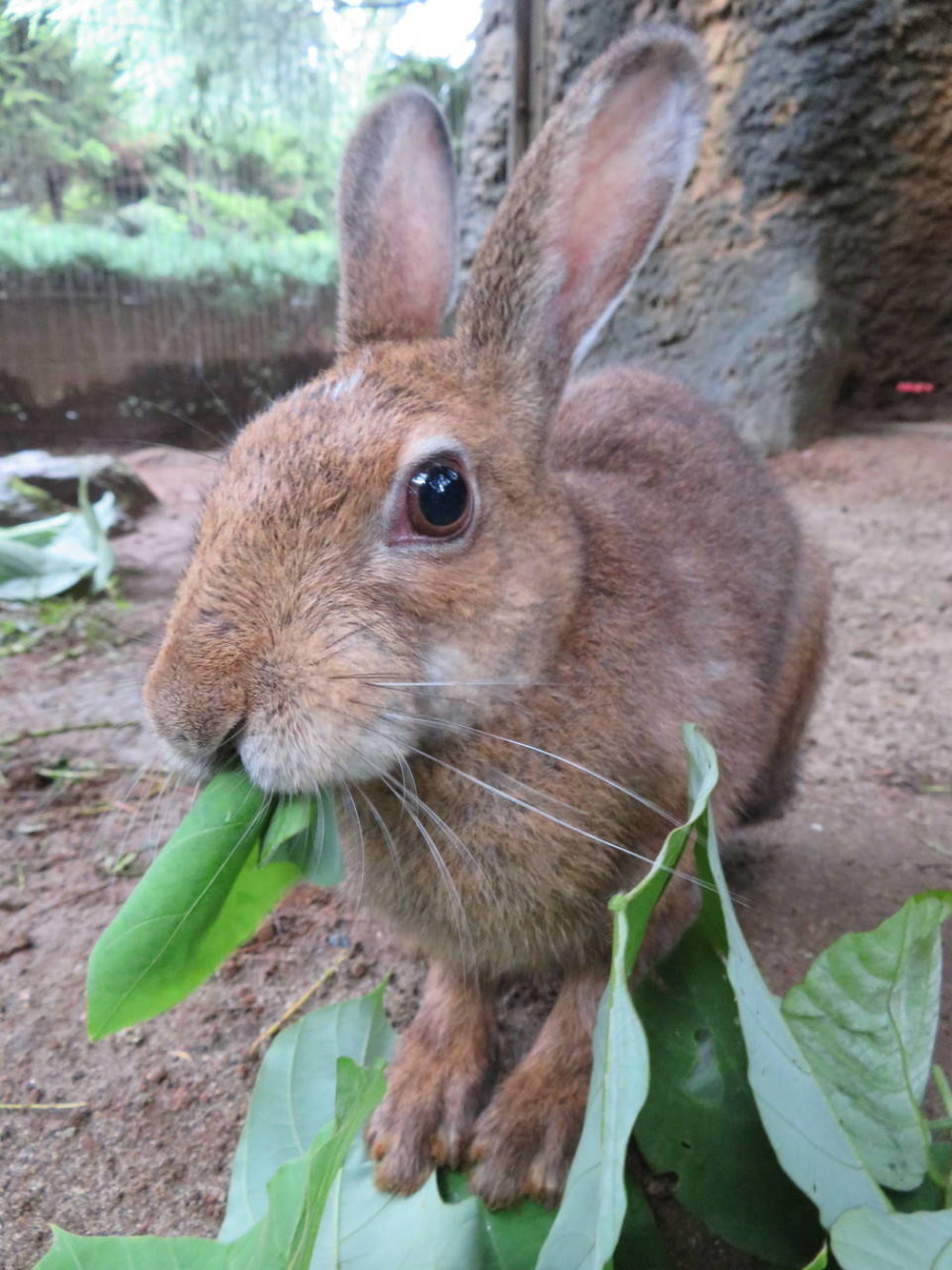 東北野兎セリ通信 6/6の写真