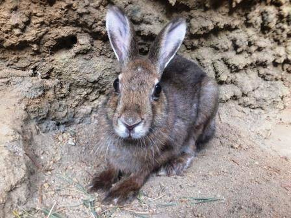 東北野兎セリ通信 5/6の写真