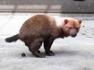 ヤブイヌ式・夏バテ対策