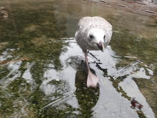 セグロカモメ成長記５