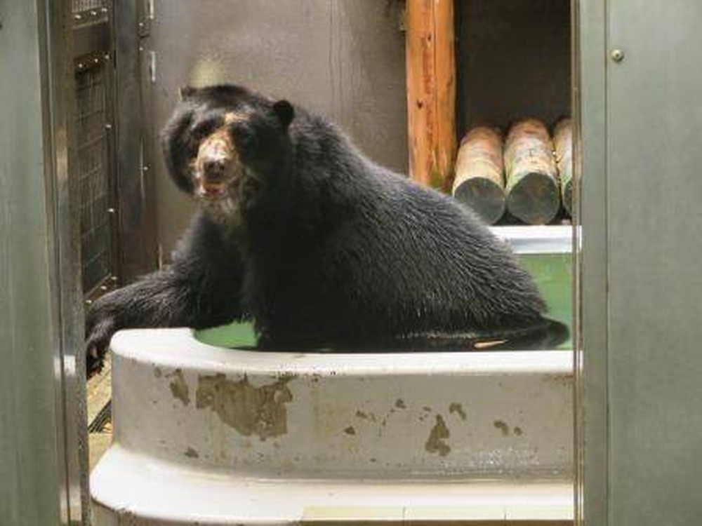 獣舎でのルイスの写真
