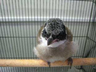 オナガの顔・・・