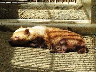 「どすえ」と「フランシス」　パート4