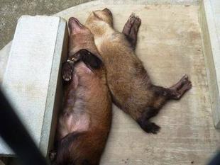 「どすえ」と「フランシス」　パート6