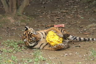 お陰様で、1歳になりました　('◇')ゞ