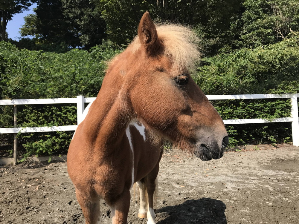 馬の耳に念仏の写真