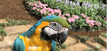 花と鳥の写真