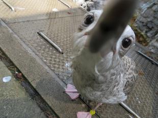 セグロカモメ成長記6