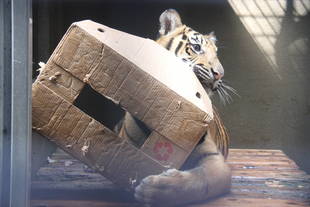 段ボールなら任せて！