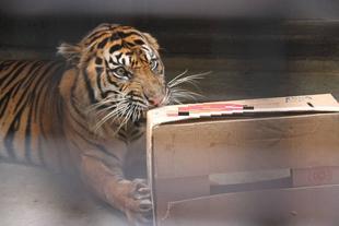 たまには成獣にもね（　＾ω＾）・・・