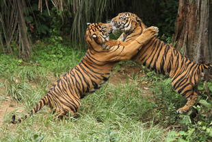 子育て情報-65（初めての終日展示）