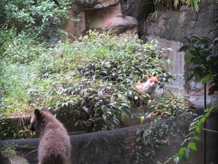 ある日のタヌキたち