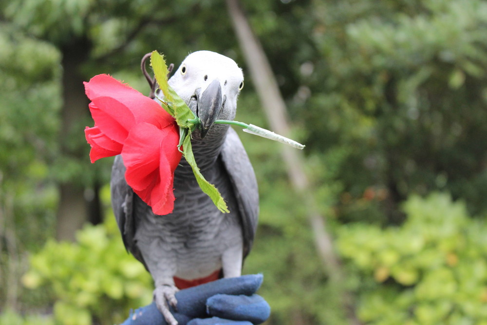 お花を持って・・・の写真