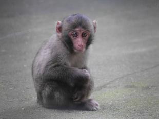 ニホンザルすくすく成長記⑧