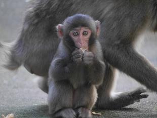 ニホンザルすくすく成長記⑨