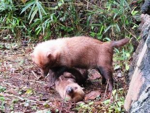 「どすえ」と「フランシス」　パート7