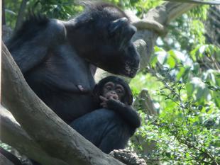 ハルのどきどき散歩