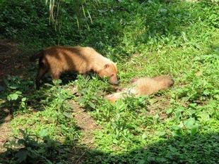 「どすえ」と「フランシス」　パート5