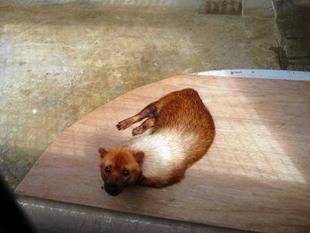 たまには「フキ」　パート3