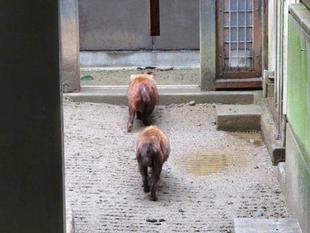 「どすえ」と「フランシス」　パート9