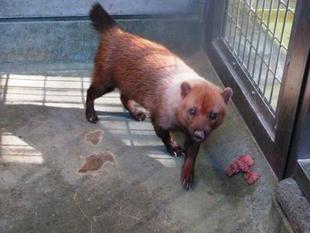 たまには「フキ」　パート1