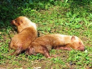 「どすえ」と「フランシス」　パート8