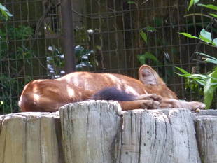 sleeping dhole...♪