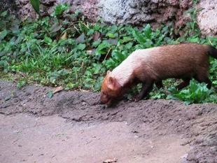 たまには「フキ」 パート4