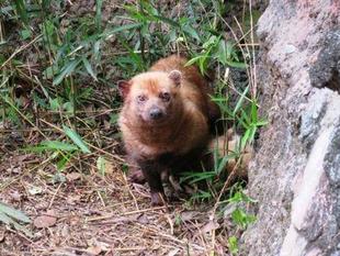 「どすえ」と「フランシス」　パート10