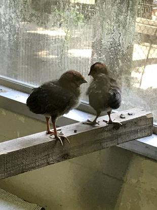 バードケージのニューカマー！