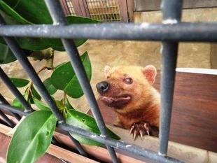 たまには「フキ」　パート2