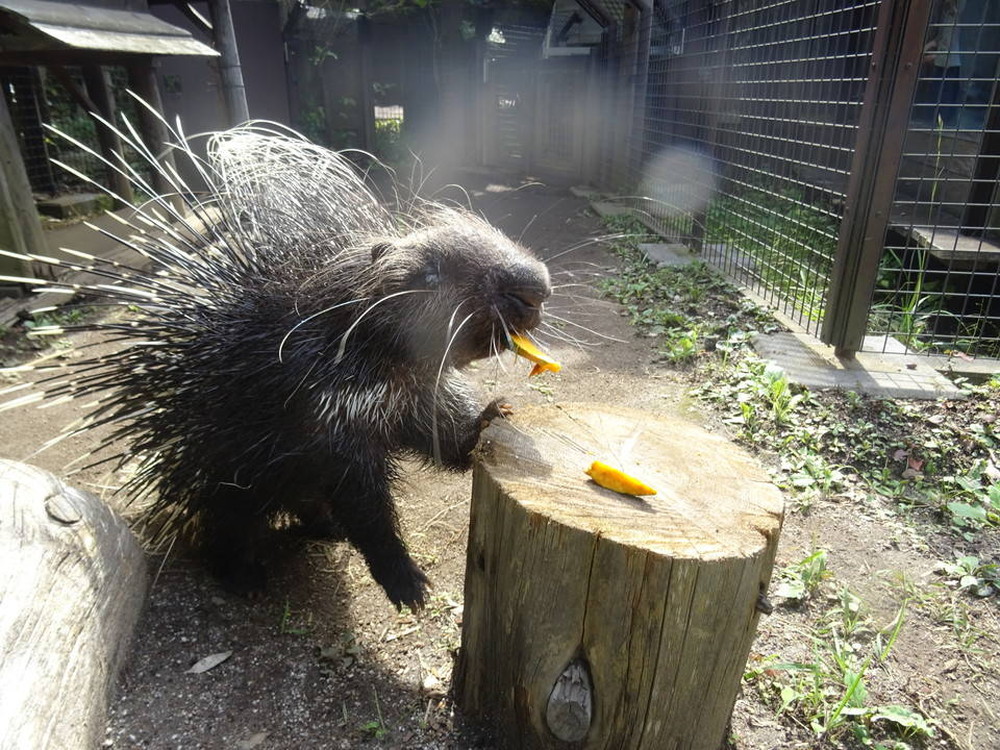 クリス・食欲の秋の写真