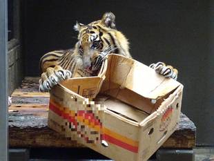 まだまだ飽きません！