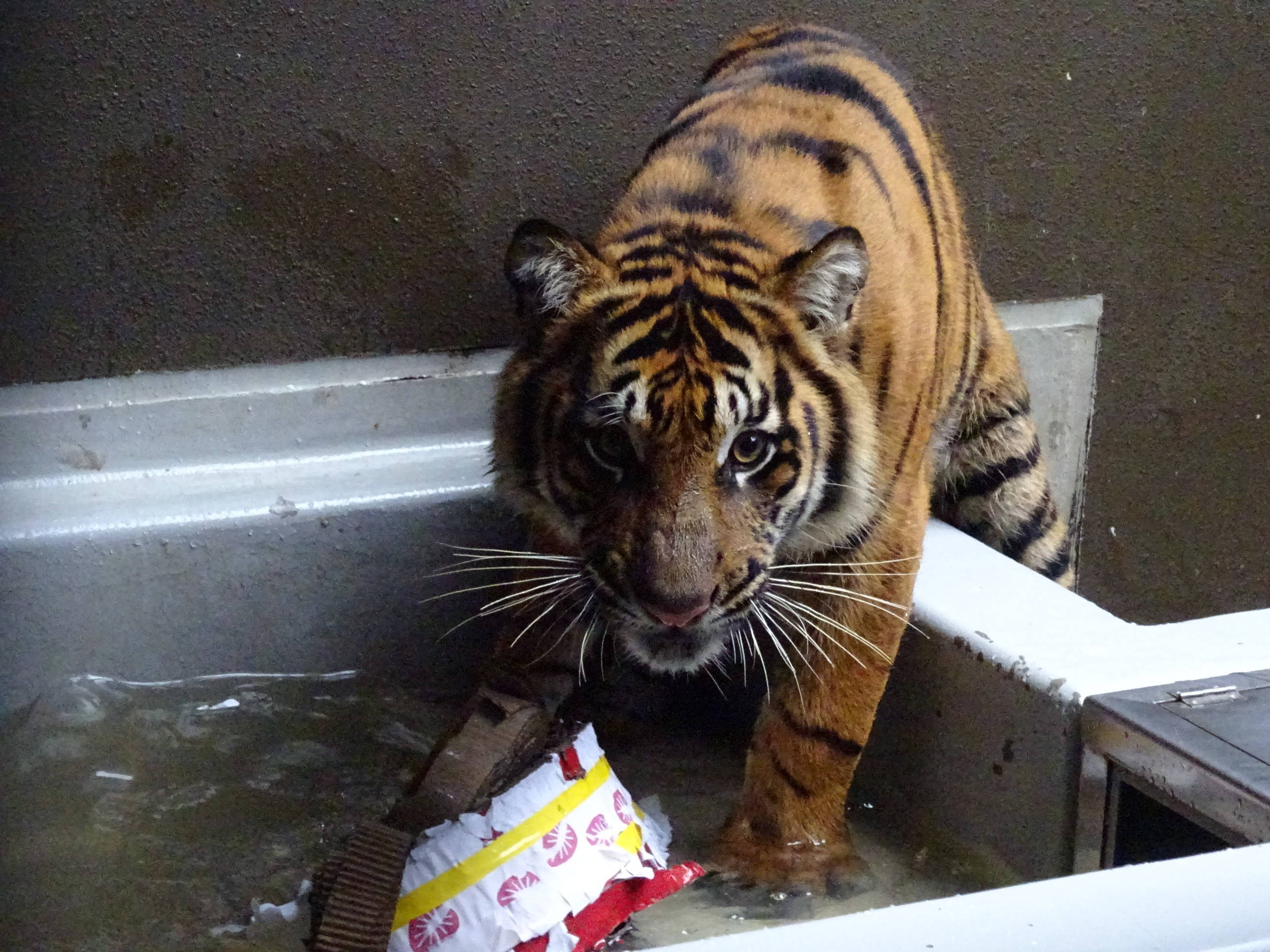 ちょっと遅い、誕生日プレゼント その2の写真