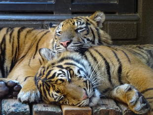 子育て情報-66（なかなか確認できません）