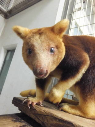 最近のお気に入りは