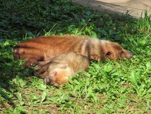 「どすえ」と「フランシス」 パート13