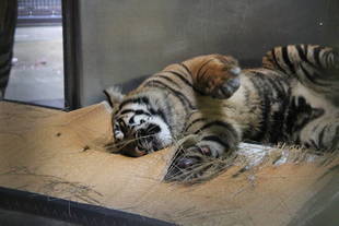 今度は畳だ～！！