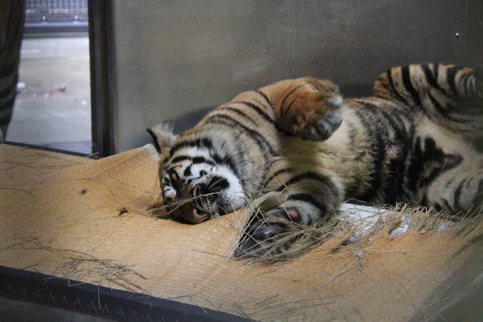 今度は畳だ~!!の写真