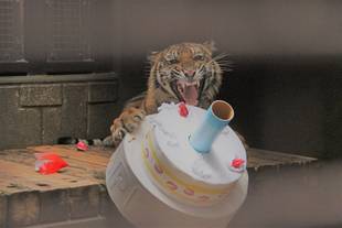 ちょっと遅い、誕生日プレゼント　その1