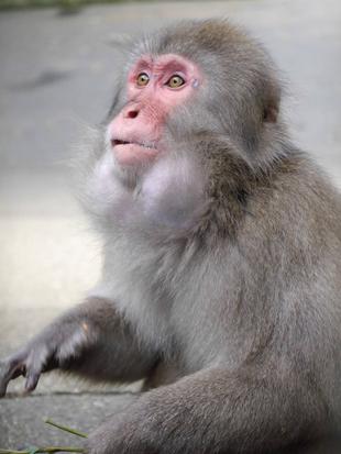 ニホンザル　秋の味覚を堪能！②