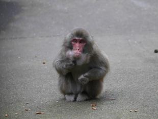 ニホンザル　秋の味覚を堪能！