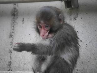 ニホンザルすくすく成長記⑩