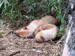 「どすえ」と「フランシス」　パート11