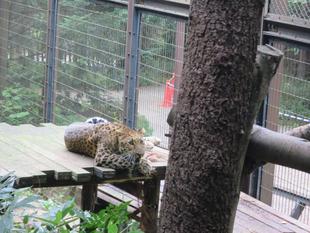 ダッシュとシュロの木２