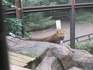 ダッシュとシュロの木１