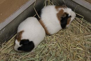 ほっこりと...。