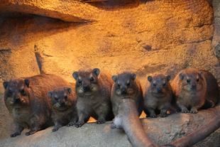 ちびラックス　生後5か月‼‼‼