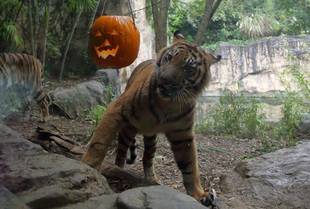 ハロウィンイベント報告-2